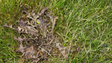 Scotts Weed B Gon MAX Weed Control Concentrate for Lawns, 1-L